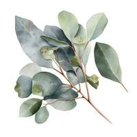 eucalyptus branche isolé sur blanc Contexte. plat poser, Haut voir. floral concept, produire ai photo