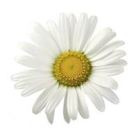 Marguerite fleur avec isolé sur blanc arrière-plan, produire ai photo