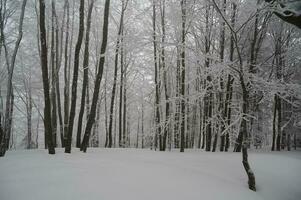 pendant une lourd chute de neige photo