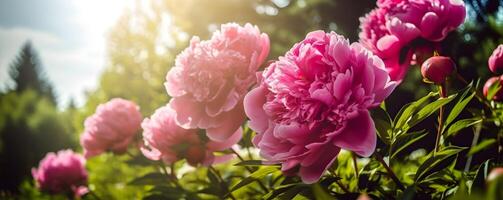 épanouissement rose pivoines bannière. magnifique Naturel floral Contexte. ensoleillé journée dans le jardin. ai généré. photo