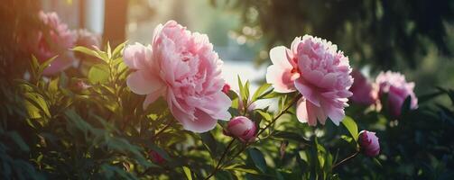 épanouissement pivoines bannière. magnifique Naturel floral Contexte. ai généré. photo