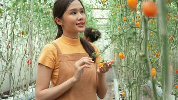 content femme agriculteur travail sur sa fait maison biologique ferme et récolte Frais rouge tomates dans paniers pour cuisine et vente dans le marché. agriculture industrie et petit affaires concept photo