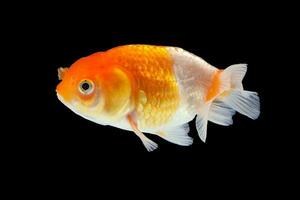 poisson rouge aquarium animal de compagnie photo