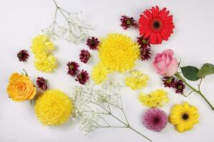 Marguerite chrysanthème maman Rose bébé souffle fleur rouge Jaune rose violet violet sur blanc Contexte frontière Cadre bouquet copie texte espace photo