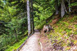 chemin dans la forêt photo