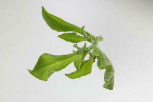 la glace plante légume avidité glacial feuille photo