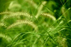 été vert herbes photo