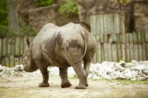 noir rhinocéros fermer photo