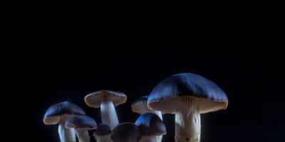 champignons dans le foncé avec bleu Contexte ai généré photo