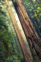 grandiose séquoia des arbres photo