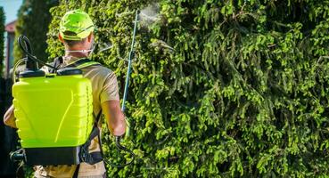 caucasien Masculin ouvrier pulvérisation insecticide sur pin arbre. photo