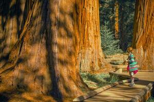 fille dans le séquoia forêt photo