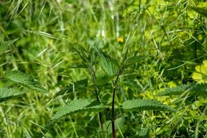 ortie dans le champ. vert Naturel Contexte avec doux bokeh. le Latin Nom pour le ortie est urtica dioica l. photo