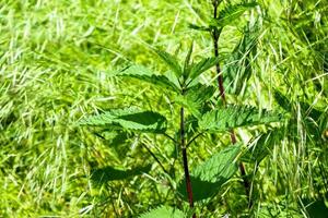 ortie dans le champ. vert Naturel Contexte avec doux bokeh. le Latin Nom pour le ortie est urtica dioica l. photo