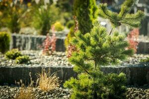 décoratif conifère et rocaille jardin proche en haut photo