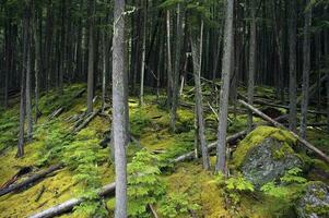 moussu Profond forêt photo