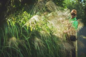 jardin ornemental herbes photo