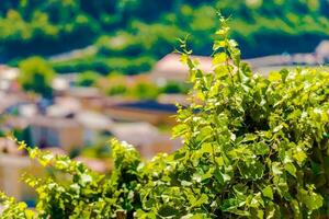 Suisse vignobles fermer photo