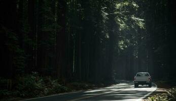 scénique séquoia Autoroute conduire photo