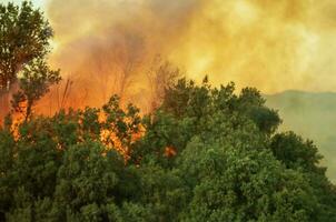 brûlant forêt incendies photo