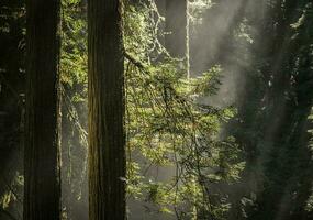 de bonne heure ensoleillé Matin dans le séquoia forêt photo