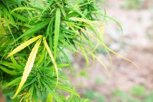 Herbes de marijuana de feuilles fraîches de l'arbre