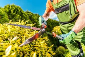 façonner les plantes avec les ciseaux photo