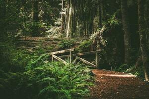 scénique Californie séquoia Piste avec petit en bois pont photo