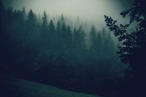 brumeux forêt collines photo