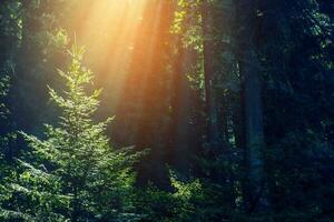 rayons du soleil dans la forêt photo