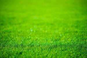 herbe champ défocalisé photo