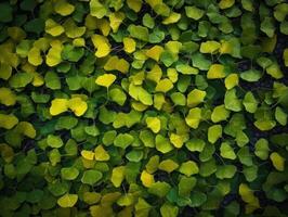 ginkgo biloba feuilles foncé Contexte établi avec génératif ai La technologie photo