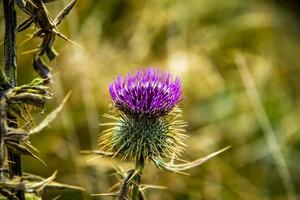 gros plan de chardon en automne photo