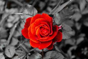 rose rouge dans un environnement noir et blanc