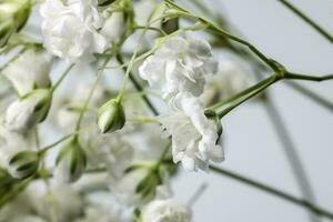 petit blanc occupé bébé souffle fleur bouquet sur blanc Contexte photo