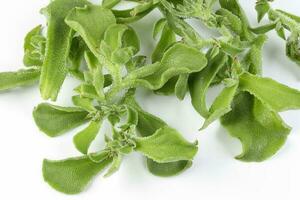 la glace plante légume avidité glacial feuille photo