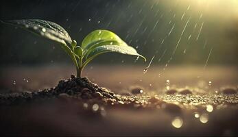 Jeune plante avec laissez tomber de pluie l'eau dans lumière du soleil, croissance plante grandir en haut, génératif ai photo