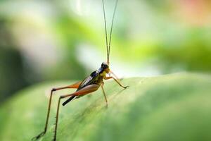 sauterelle sur feuille verte photo