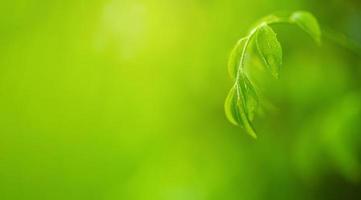 belle vue sur la nature de la feuille verte photo