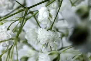 petit blanc occupé bébé souffle fleur bouquet sur blanc Contexte photo