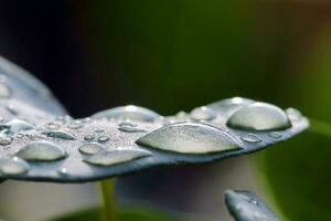 l'eau gouttelette sur feuille Matin rosée pluie Extérieur photo