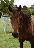 beau portrait de cheval brun photo