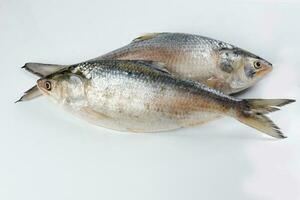 tenualosa ilisha Hilsa hareng terbouk poisson sur blanc Contexte photo