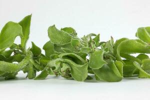 la glace plante légume avidité glacial feuille photo