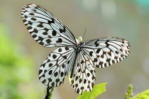 papillon un feuille fleur photo