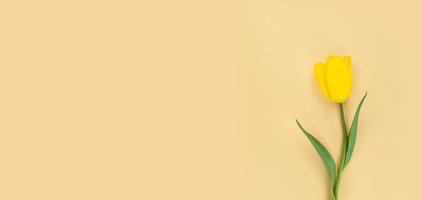 Tulipe jaune sur fond beige plat mimimaliste poser avec espace copie photo