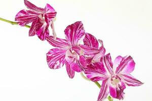 coloré orchidée fleur photo