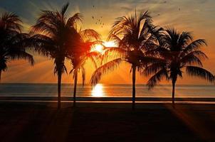 coucher de soleil plage oiseaux calmes nuages photo