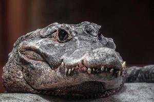 portrait de crocodile nain photo