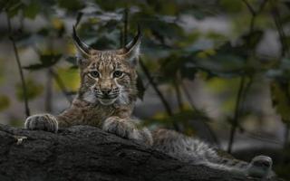 Lynx eurasien sur pierre photo